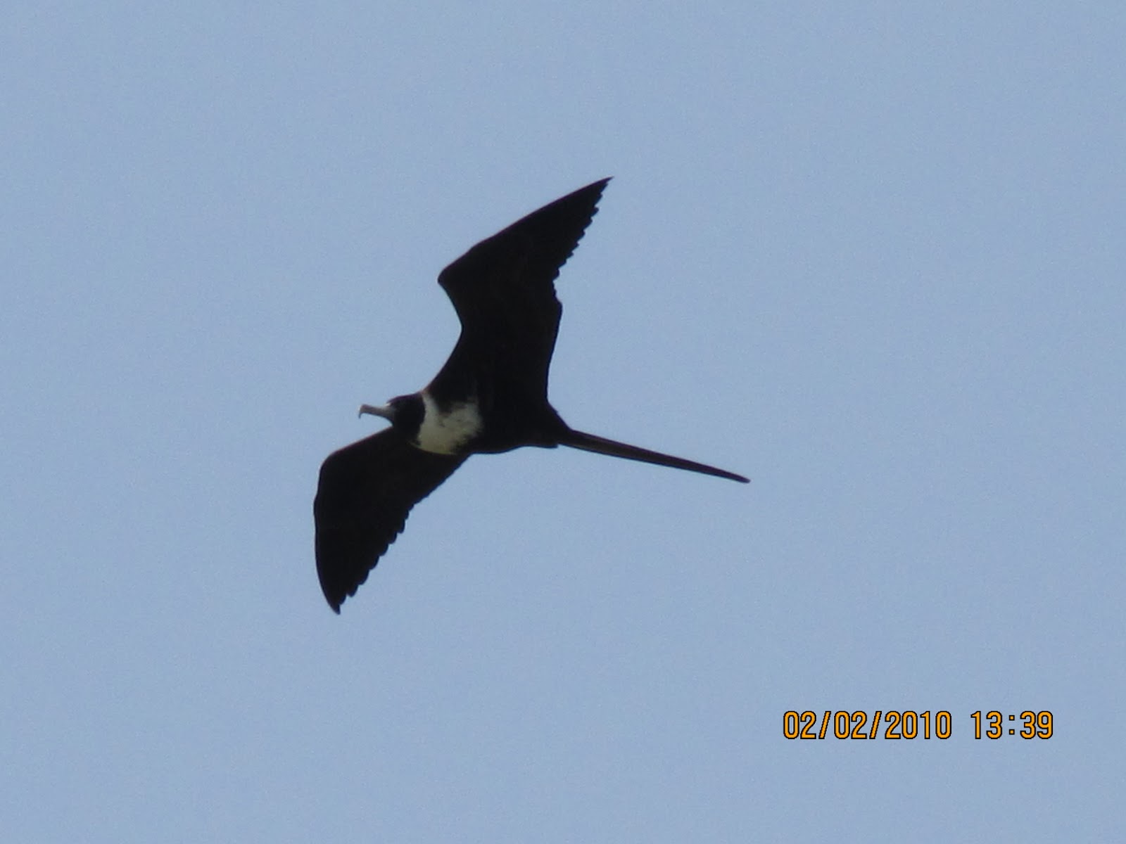 Apple Snail Everglades