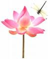 Lotus Blossom