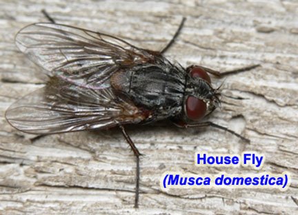 [15_Musca_domestica.jpg]