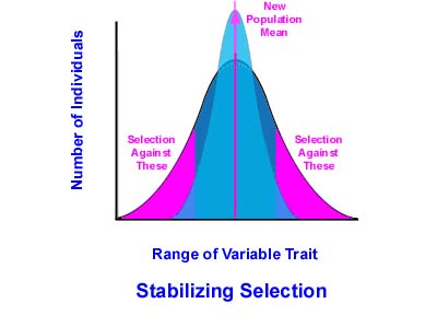 [Selection_Stabilizing.jpg]