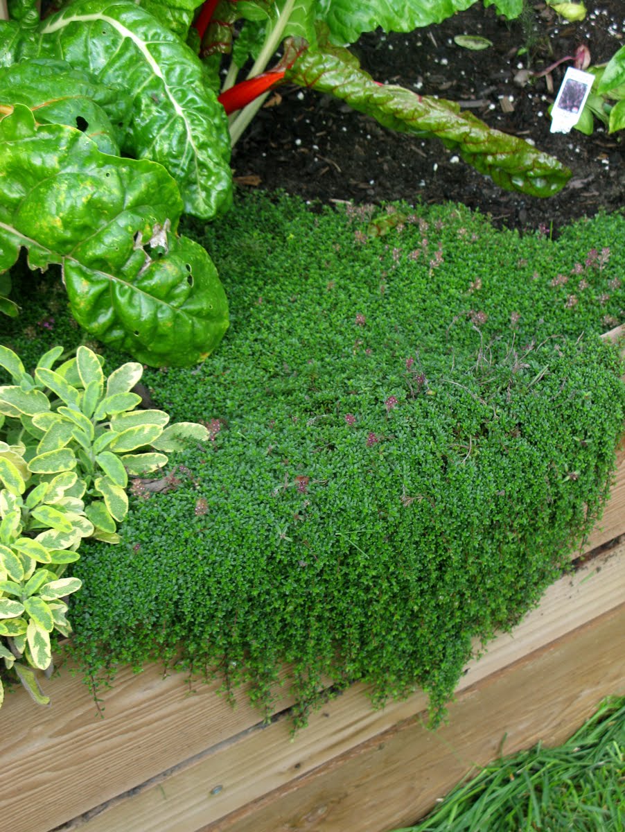 Growing Edibles in Vancouver, British Columbia Vegetables in the Front