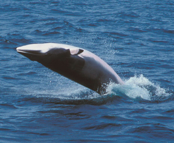 [Whale.jpg]