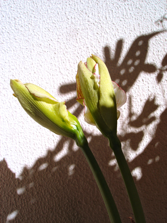 [Amaryllis]