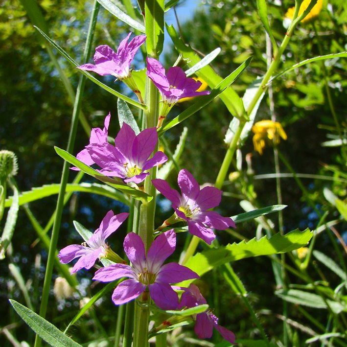 [Lythrum+junceum+1.jpg]