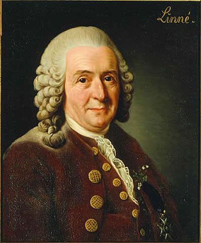 [Carl_Lineu.jpg]