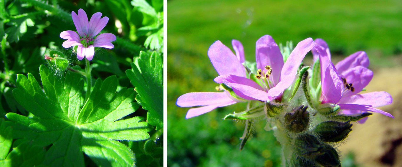 [geranium.jpg]