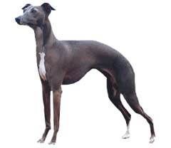 Galgo Italiano