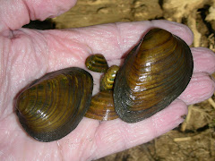 Clubshell Mussel