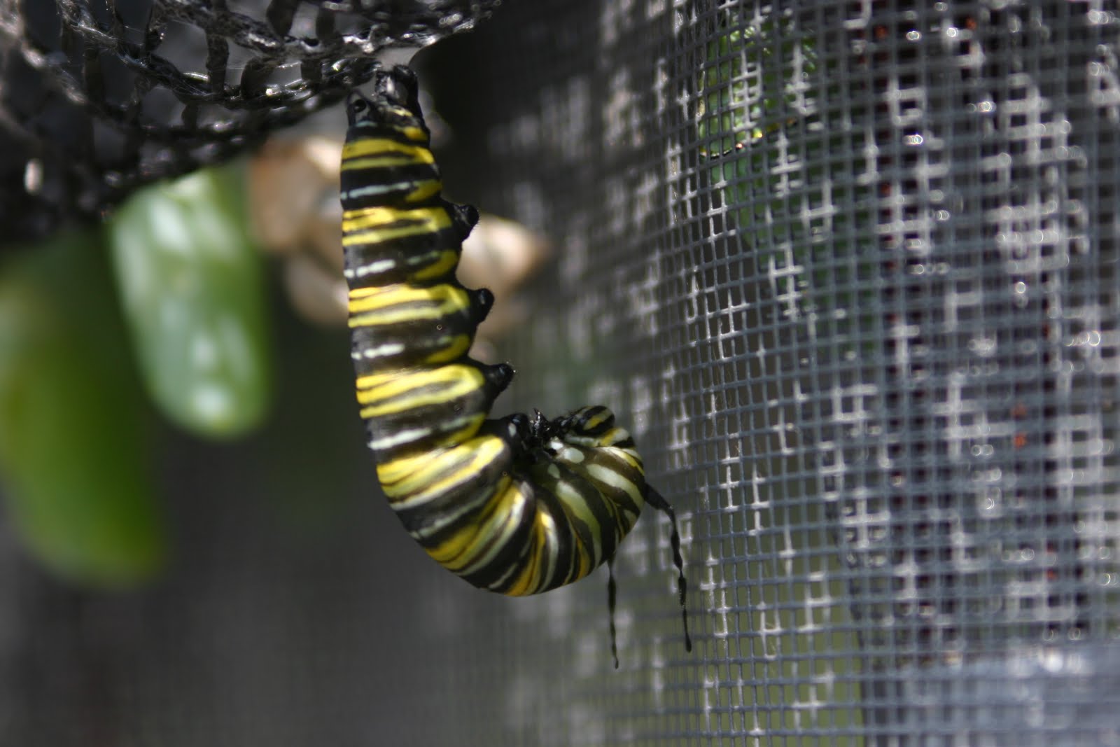 Hop'n Blueberry Farm News Caterpillars Are changing To Pupas