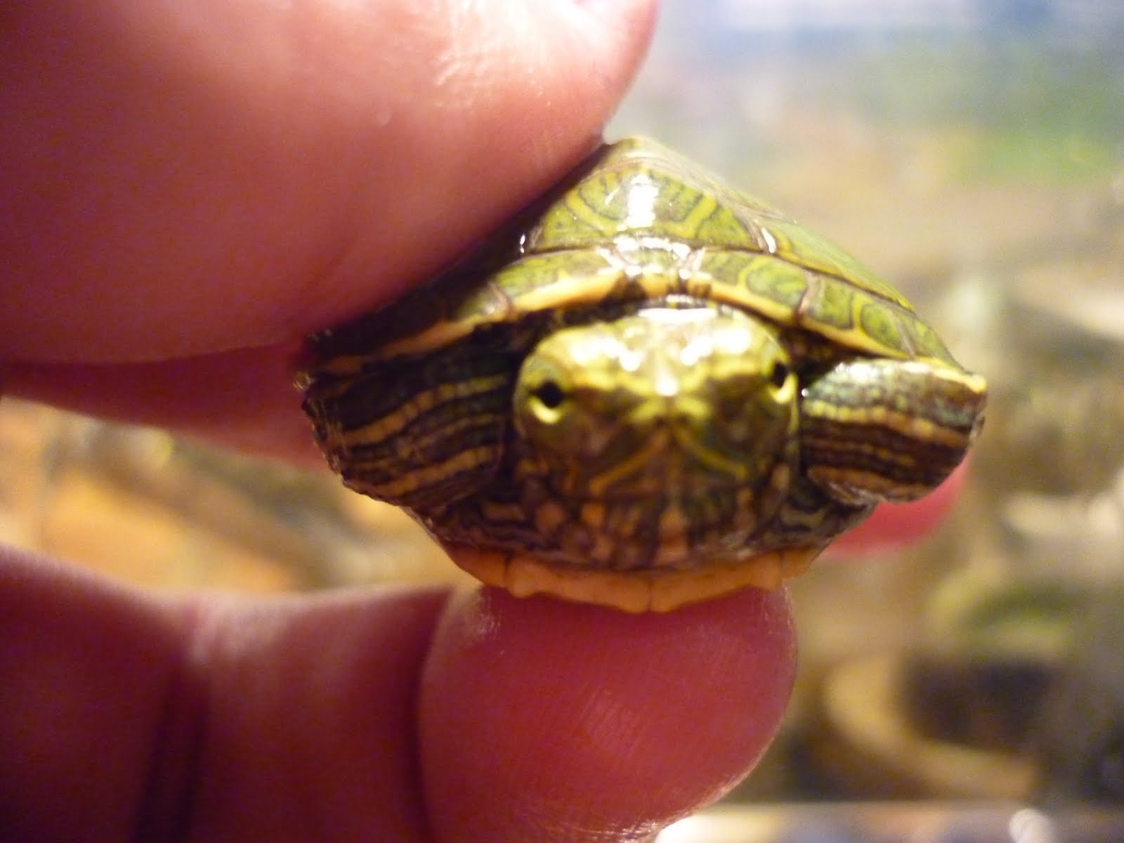 Wildlife New Baby Red Ear Slider Turtles