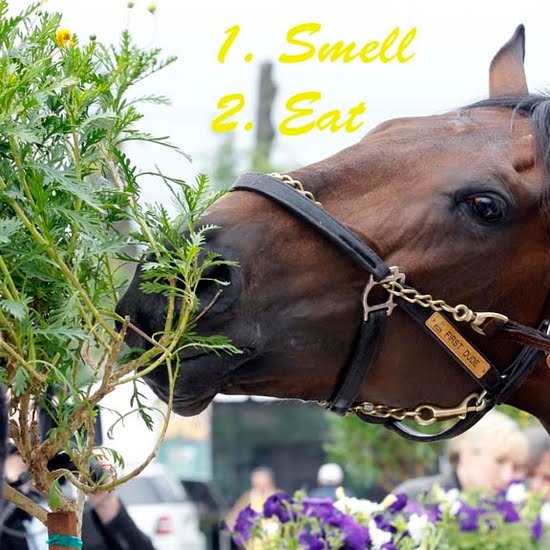 Kimmyville Tomorrow Is National Day Of The Horse