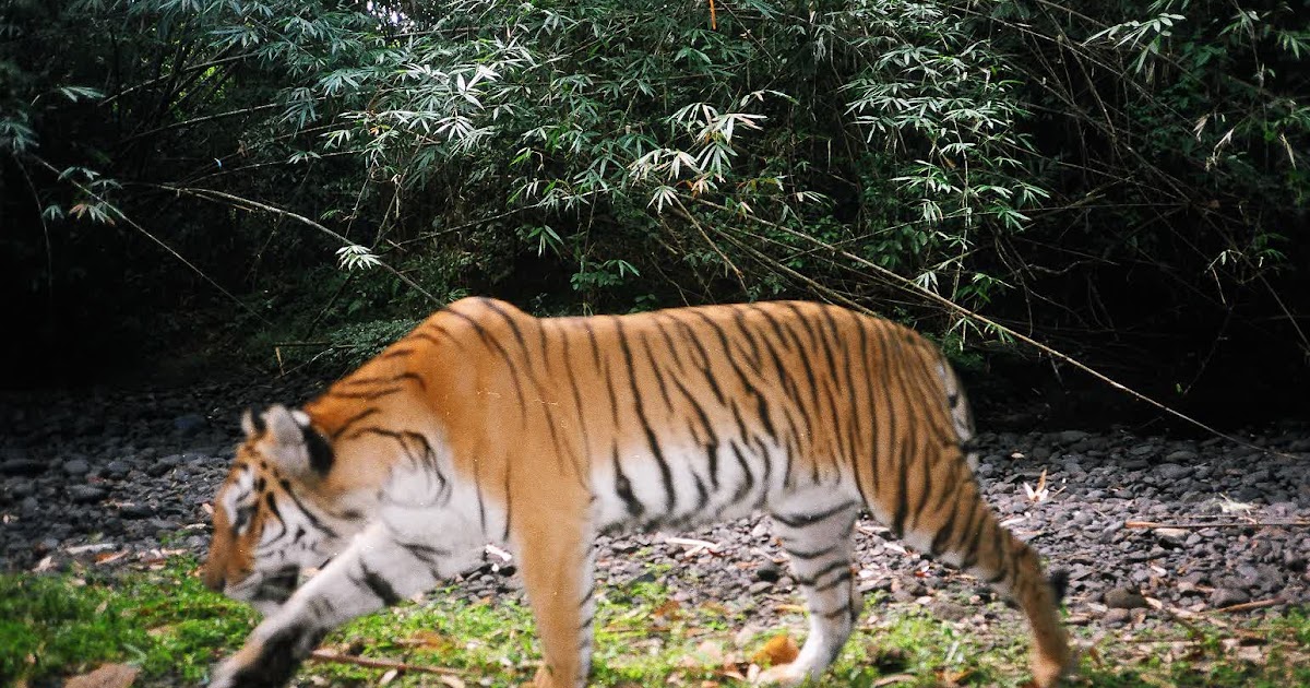 An Asian Tour Operator Tigers, Big Predators of Myanmar