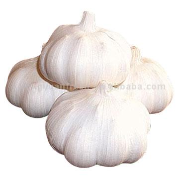 for the role of garlic in