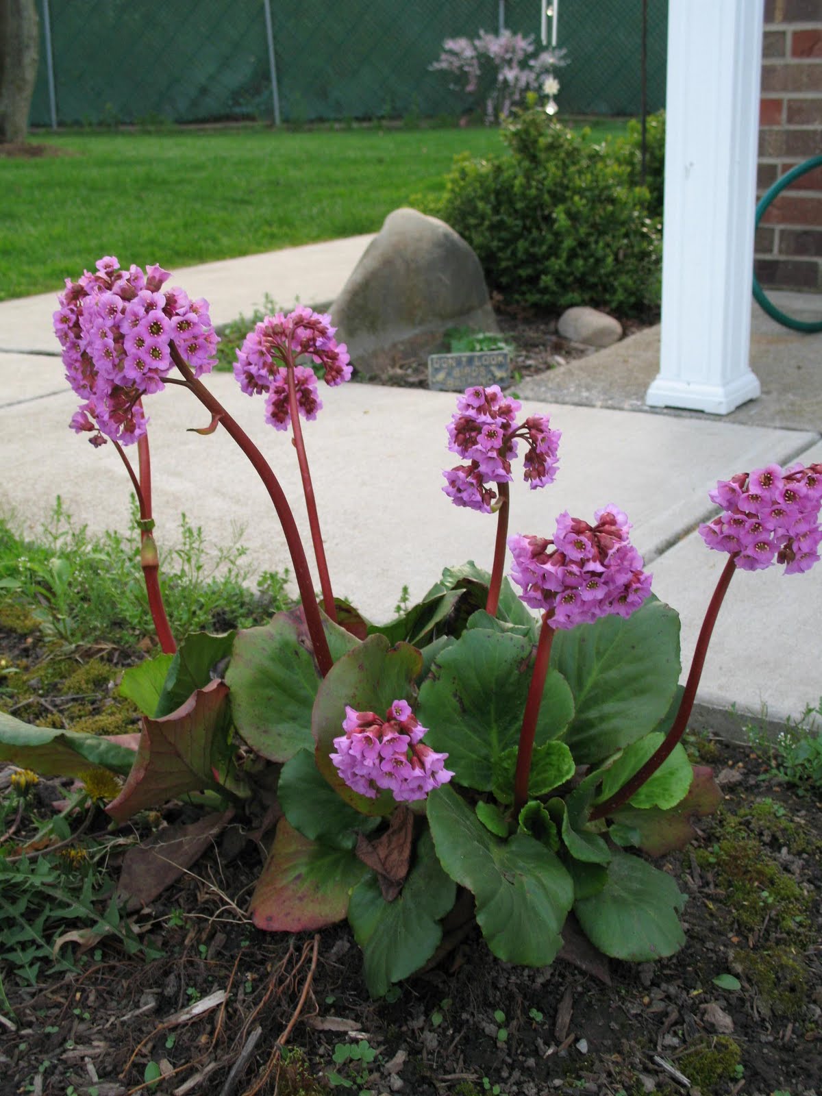HH Photography: Flower garden around my house