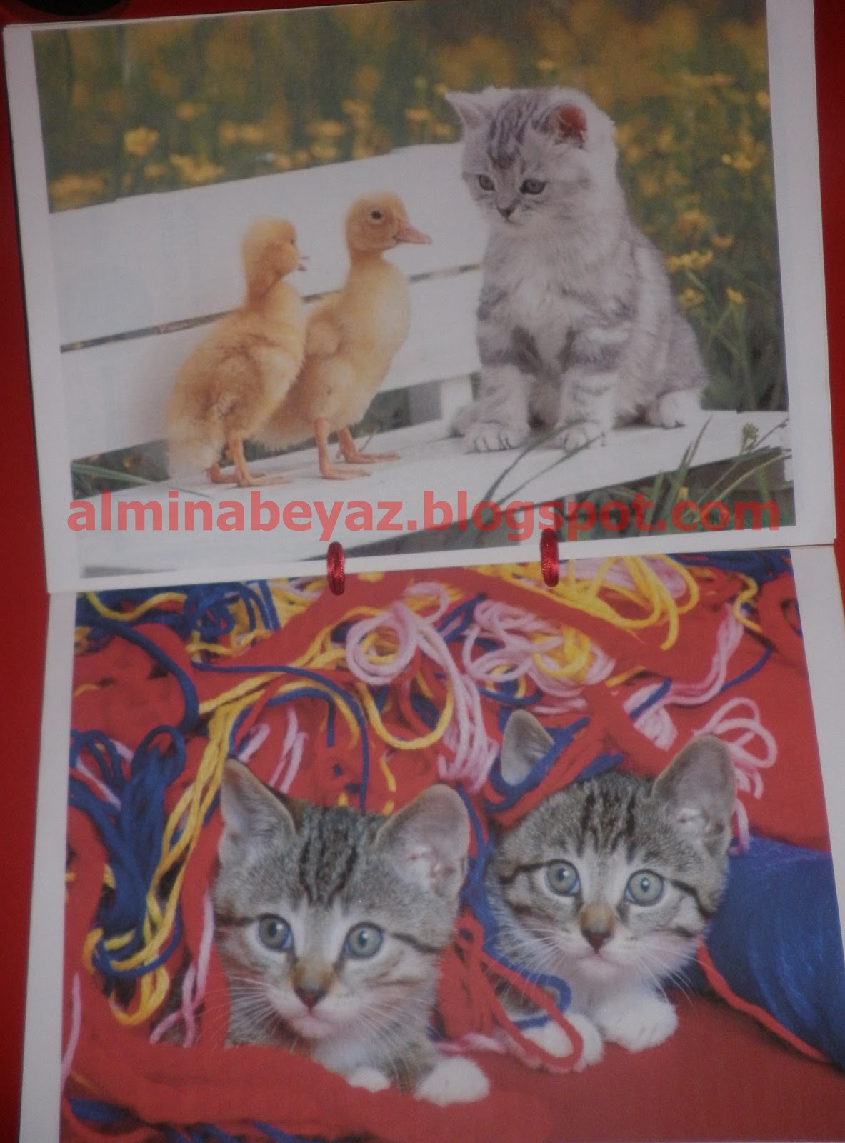 Tarçınlı Kurabiyem Almina�nın Kedi Kitabı