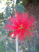 PLUMERILLO ROJO