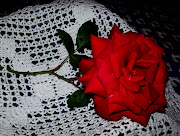 Una rosa para Florencia