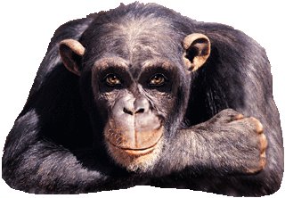 [macaco.bmp]