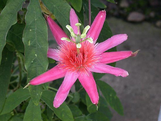 [Passiflora_gritensis_ka1.jpg]