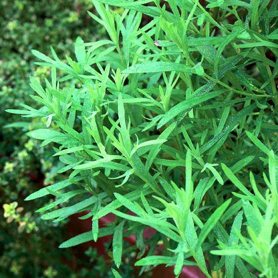 OUR BEAUTIFUL HOUSE&GARDEN TarhunDeutscher Estragon