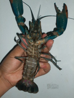 lobster air tawar pontianak lobster air tawar pontianak
