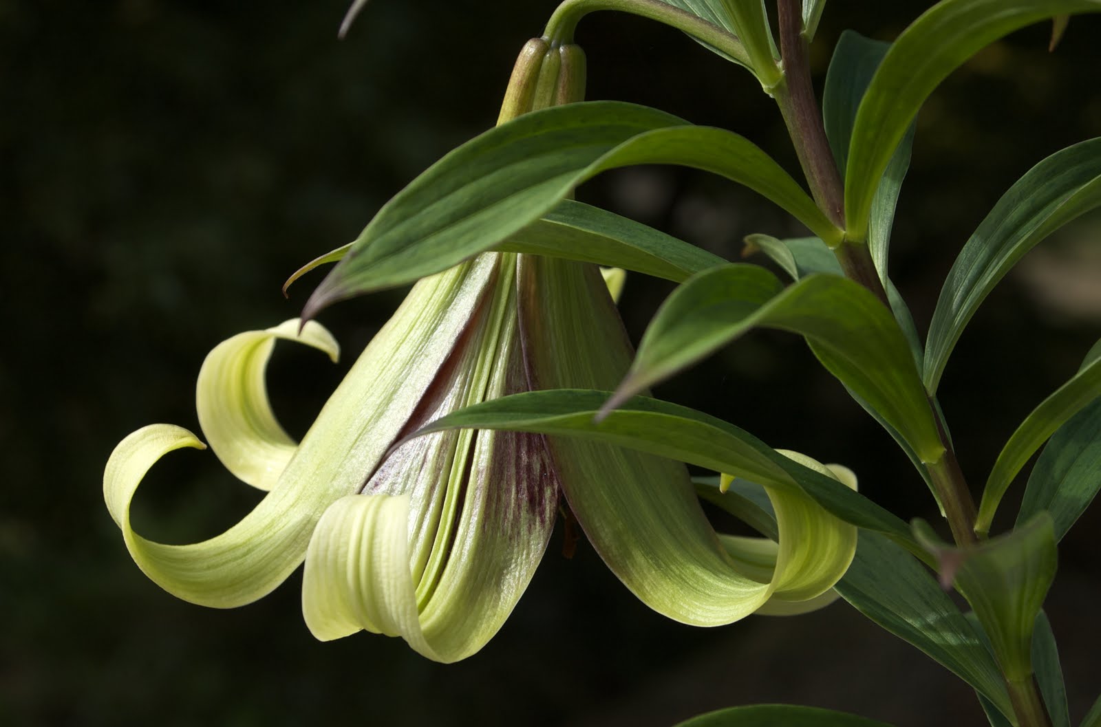 Wild Ginger Farm News Blog Nepal Lily