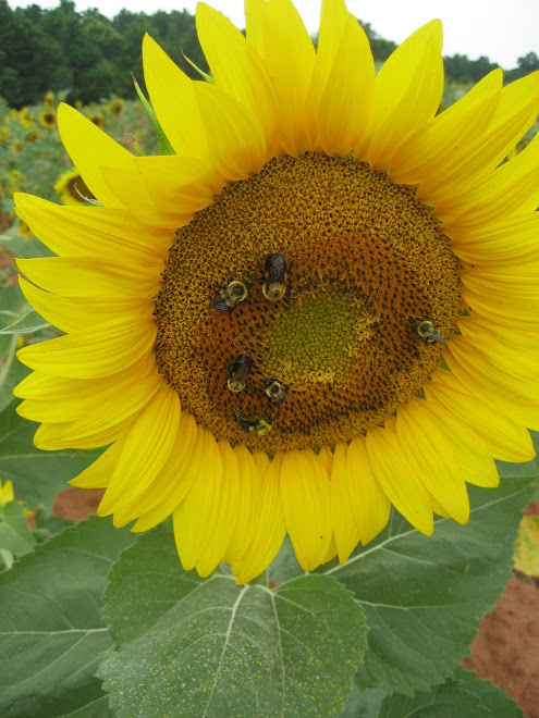 Beautiful Sunflower