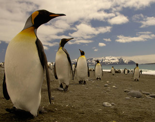 [Manchots+Royaux.jpg]