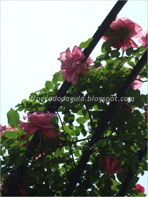 [rosa20.jpg]