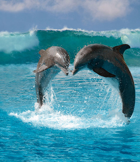Love of Dolphins Love of Dolphins