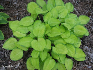 Collection de hostas Emerald+tiara