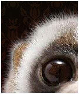 Animal Fur using Photoshop