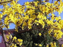 Pé de Ipê amarelo.