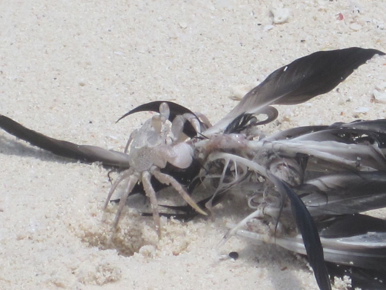 FOAM Feather Phenomenon