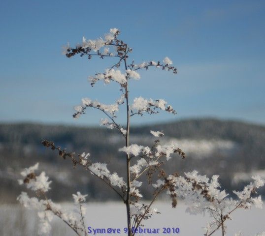 [8+feb-10+ogräs+på+vintern.JPG]