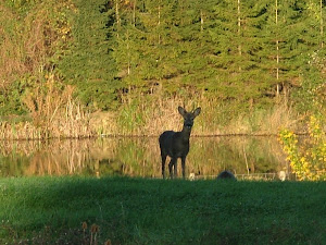 Morning deer