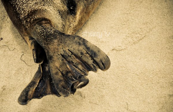 [Seal+flippers.jpg]