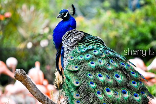 [Peacock.jpg]