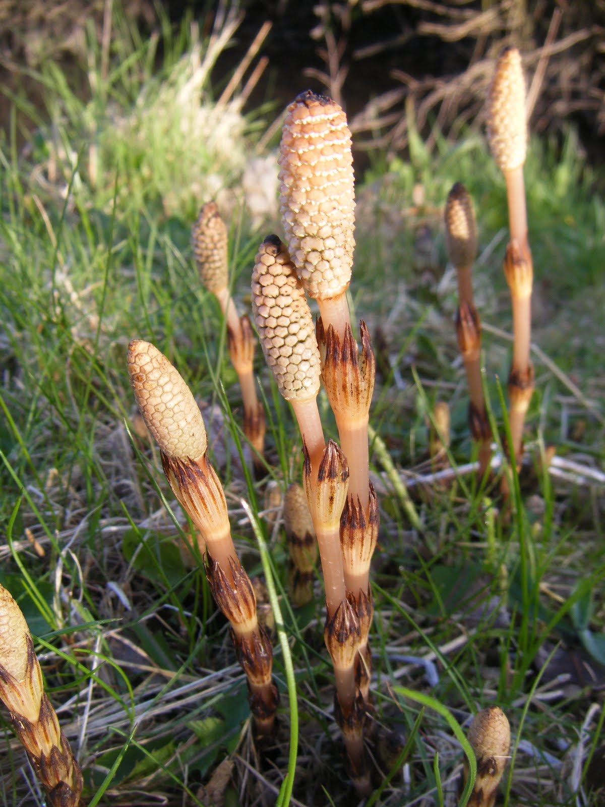 21stcenturynaturalist Fertile Stems of The Field Horsetail