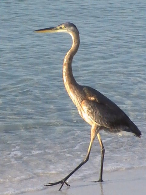 Wildlife on Pensacola Beach