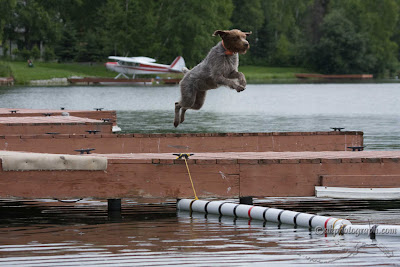 Another Dock Dogs photo.