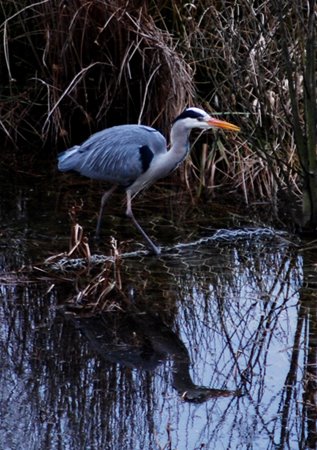 [heron3.JPG]