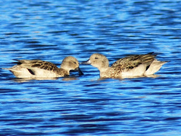 Laguna de Mucubaji-Merida