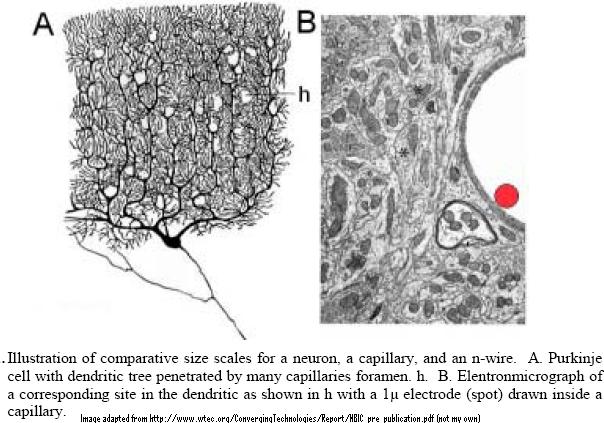 [Comparison_of_a_nanowire_inside_a_capillary.JPG]