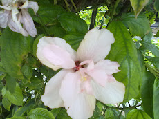 Tulipán escondido