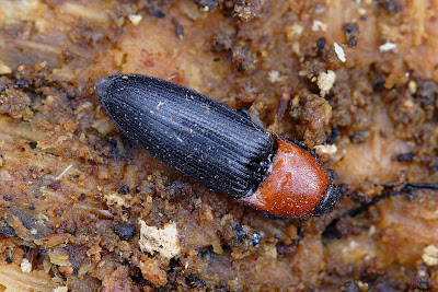 Ischnodes sanguinicollis