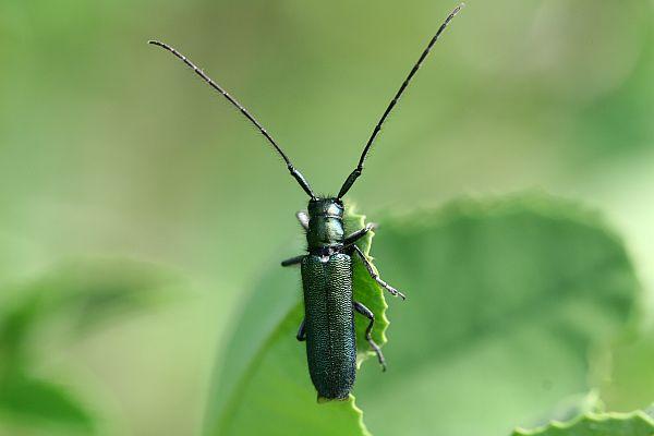 Agapanthia violacea