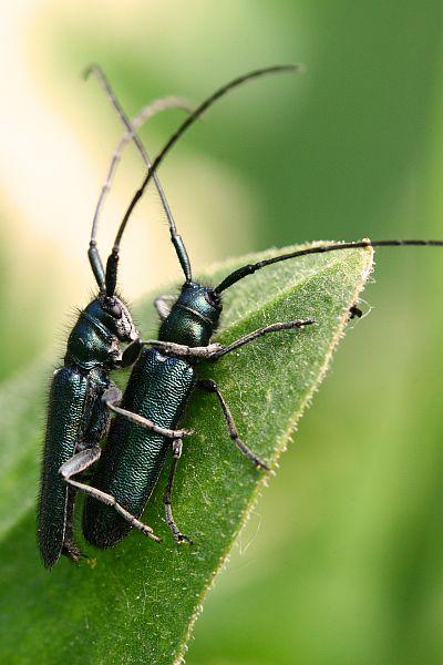 Agapanthia violacea