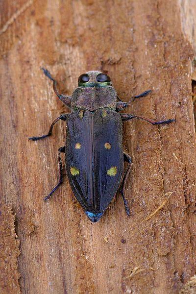 Chrysobothris affinis