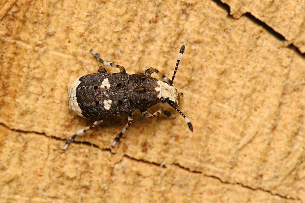 Anthribus albinus